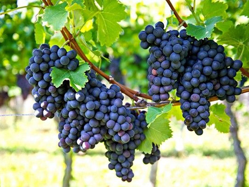  Ảnh sản phẩm Ảnh sản phẩm Ảnh sản phẩm Thumb Thumb Thumb Thumb Rượu vang ý piccini solco appassimento toscana