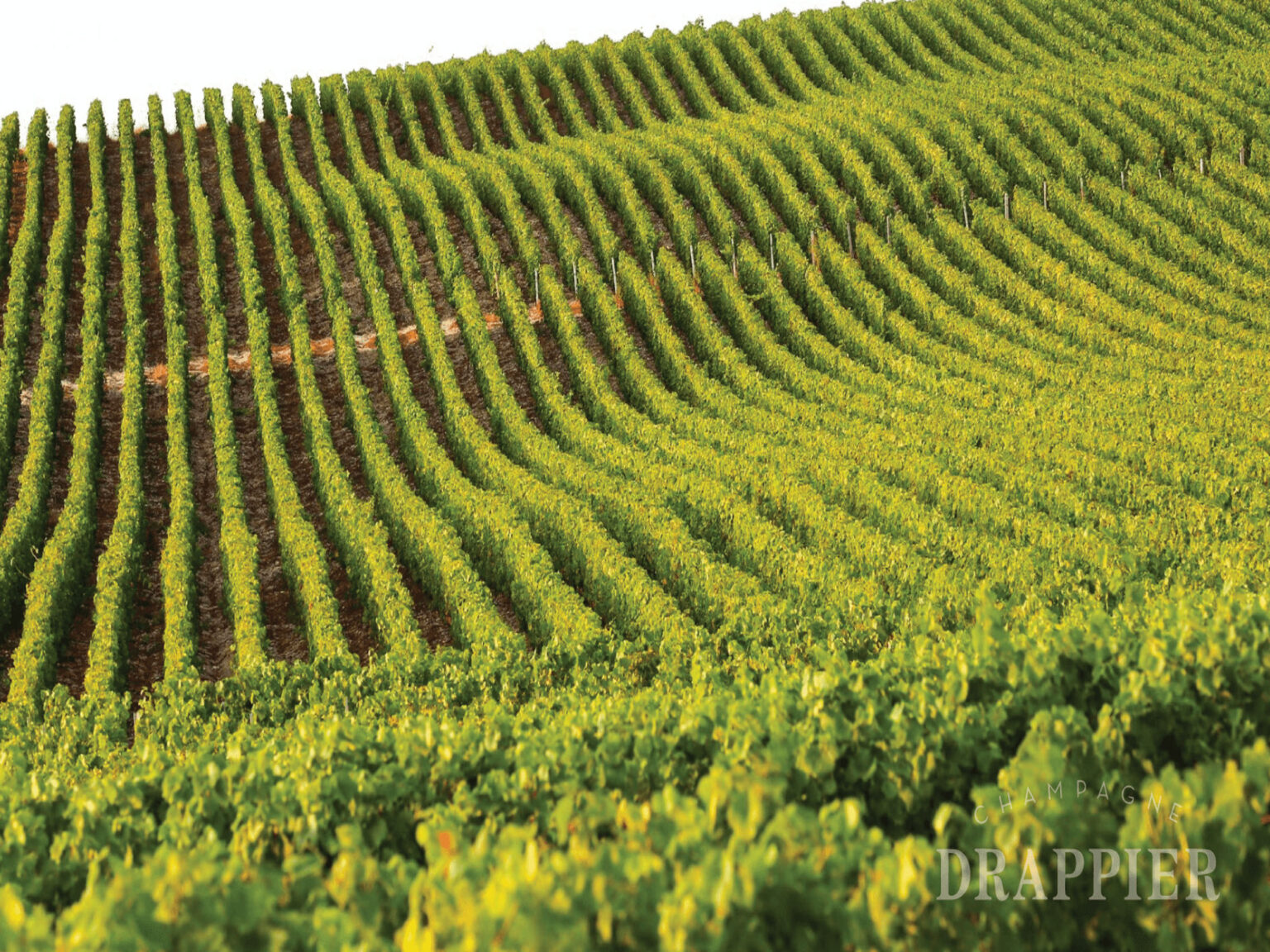 Rượu champagne drappier très vieux marc de champagne