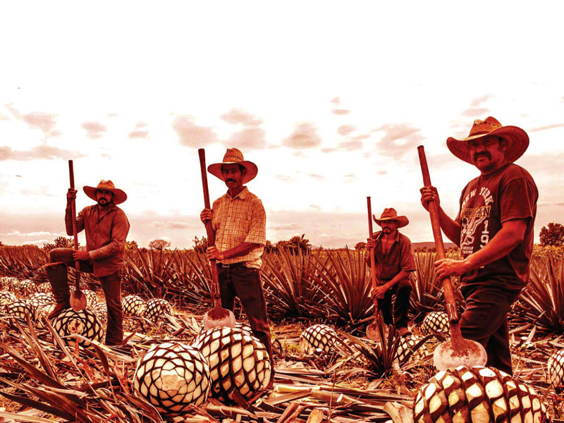 Rượu tequila codigo 1530