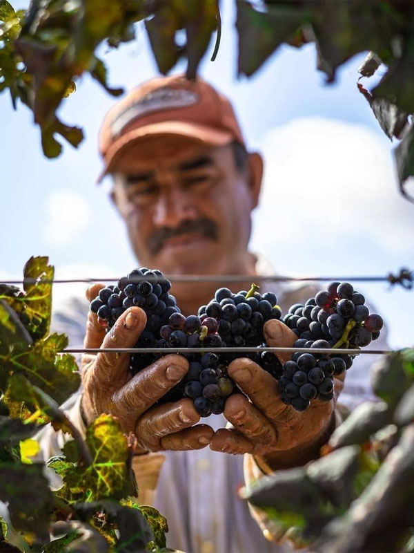 Rượu vang domaine faiveley gevrey chambertin premier cru petite chapelle 2014