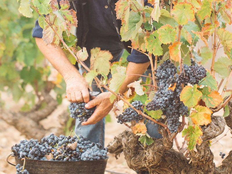 Rượu vang domaine faiveley gevrey – chambertin vieilles vignes 2022