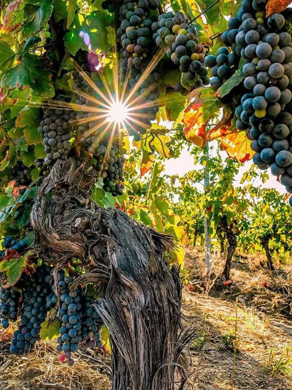 Rượu domaine faiveley frémiets volnay premier cru 2018