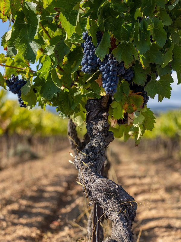 Rượu domaine faiveley frémiets volnay premier cru 2017