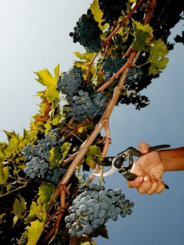 Rượu domaine faiveley “clos de l’ecu” beaune premier cru monopole 2022